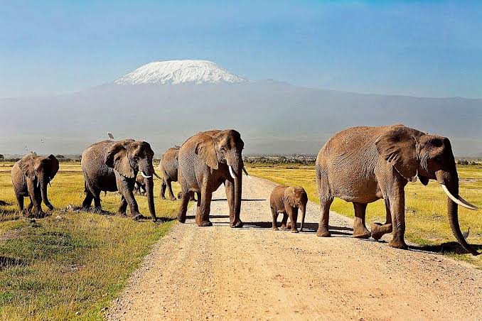 Amboseli-National-Park-Natural-World-Kenya-Safaris
