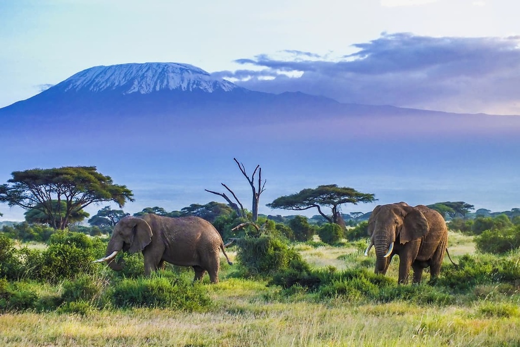 Tanzania-Kilimanjaro-elephant