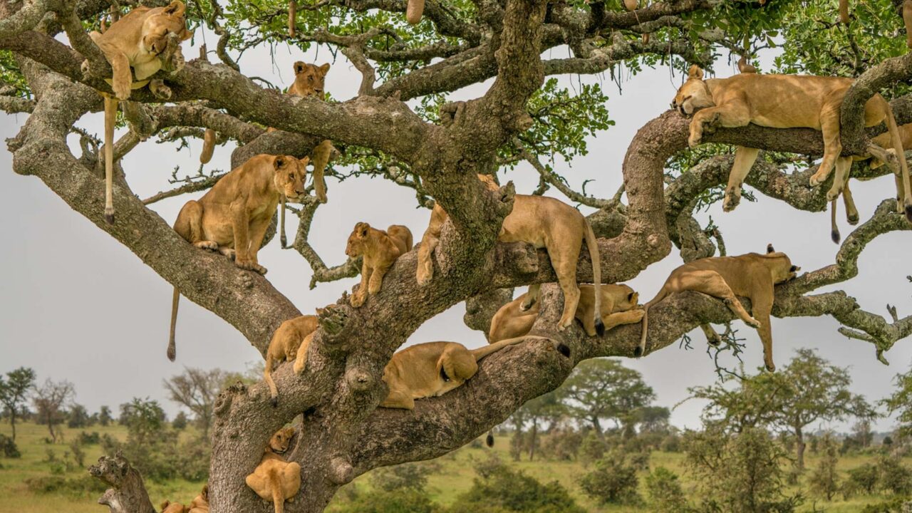serengeti-national-park-1 (1)