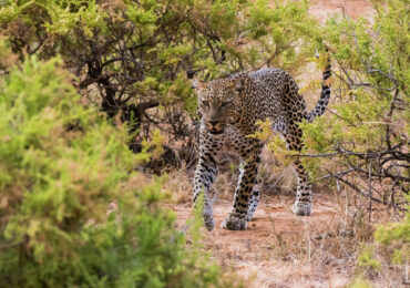 Leopards - Samburu National Park